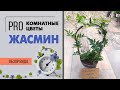 Комнатный жасмин - цветущая ароматная лиана | Секреты ухода за жасмином