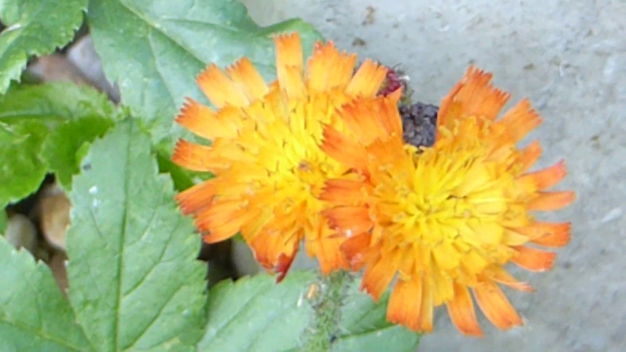 Orange hawkweed - Hieracium aurantiacum - Roðafífill - Tágafíflaætt - Villijurtir