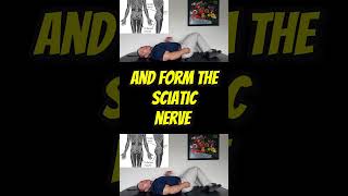 Unlock Sciatica Relief with These 2 Piriformis Stretch Variations