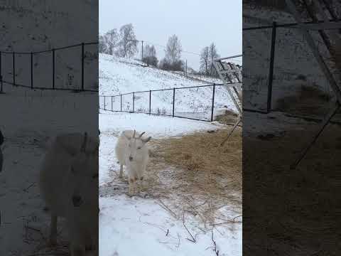 Семен про необычные