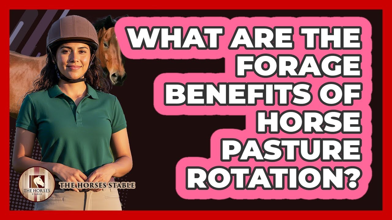 What Are The Forage Benefits Of Horse Pasture Rotation?
