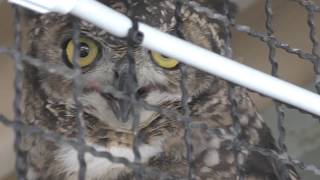 Spotted Eagle-owl (CHIKOZAN PARK ZOO, Saitama, Japan) July 22