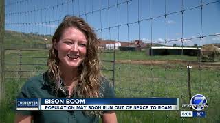 Bison conservation groups in Colorado continue fight to keep animals thriving