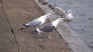 Odd gull couple in the wind