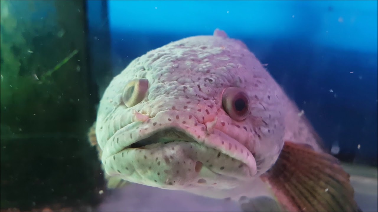 LIOW VIDEO: At Mainland Fish Farm Part 1 新大陆鱼场之游(第一集)