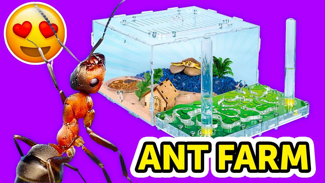 Slime Sam and Sue are having an ant farm!How will Slime Sam take new occupa...