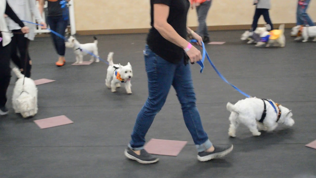 Search And Rescue Dog Training Seattle Search And Rescue Dog Training Seattle