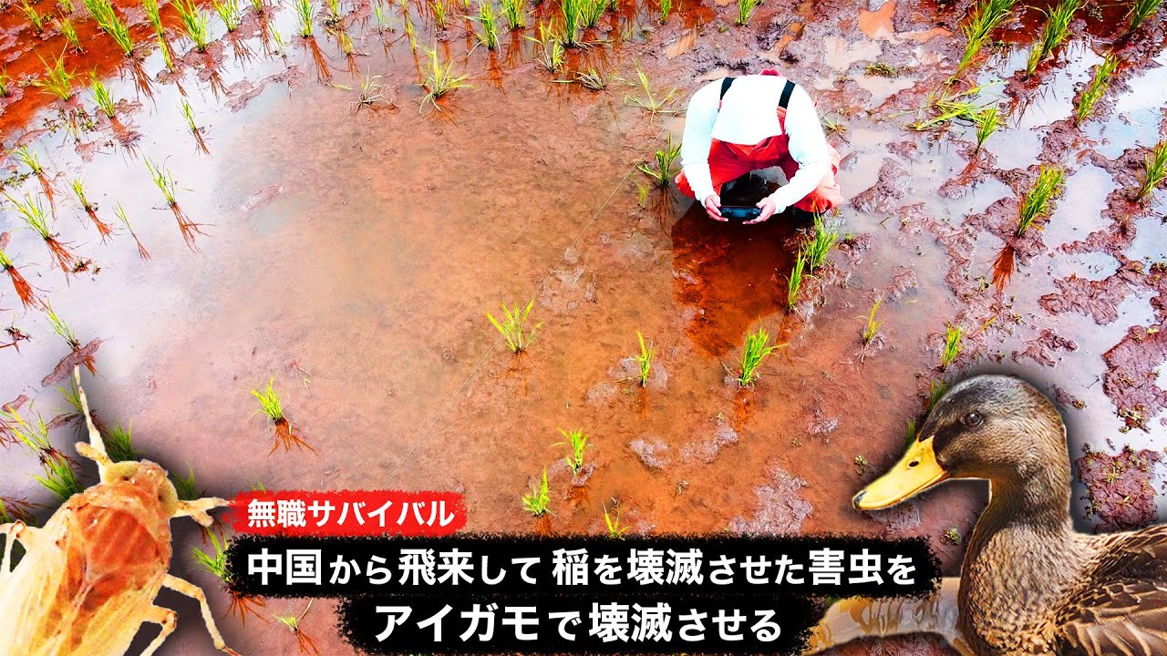 【無職サバイバル】中国から飛来して稲を壊滅させた害虫をアイガモで壊滅させる【限界集落で無職になる＃41】