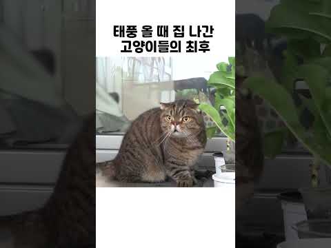 태풍 올 때 집 나간 고양이들의 최후 #태풍 #고양이 #루루