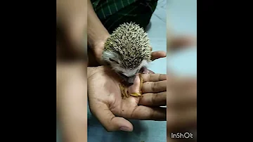 This Is How Sonic The Hedgehog Eating Sound 
