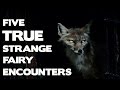 five true strange encounters with real fairies true fairy encounters series
