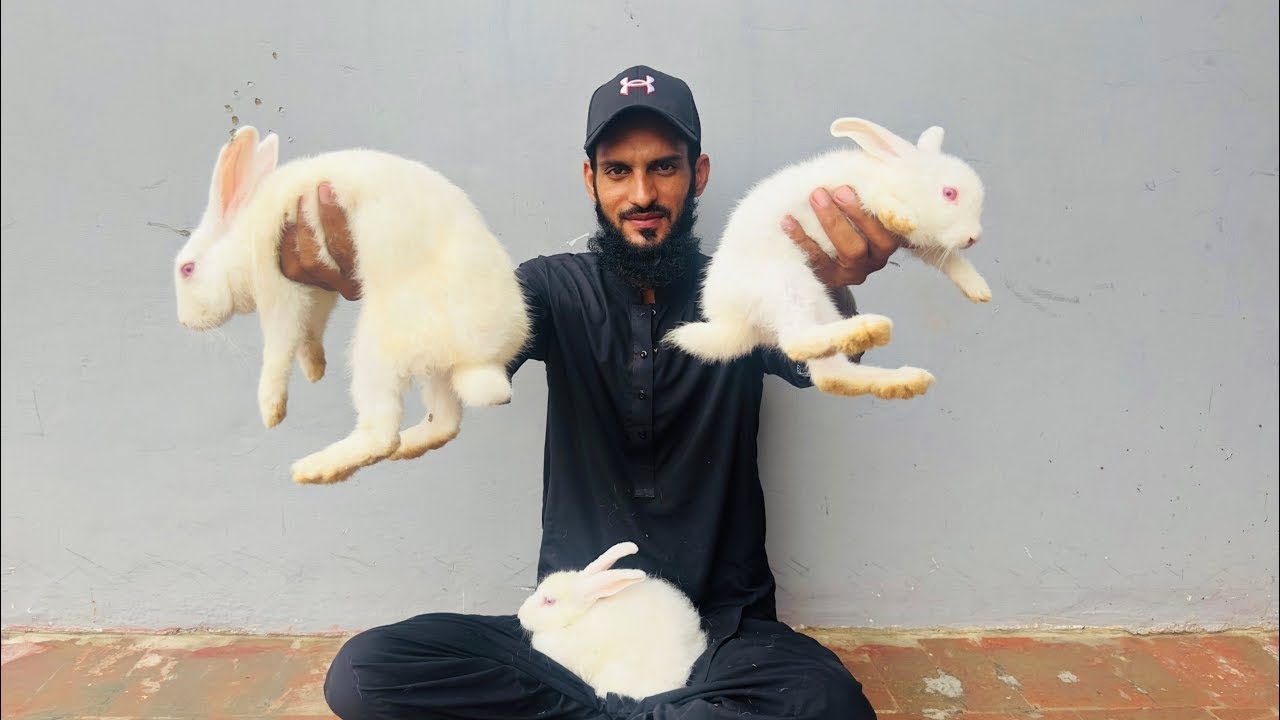Mini Zoo Mein King Size K Rabbit A Gaiy 🥰 | Pets Vlog | Ahma Daily Vlogs
