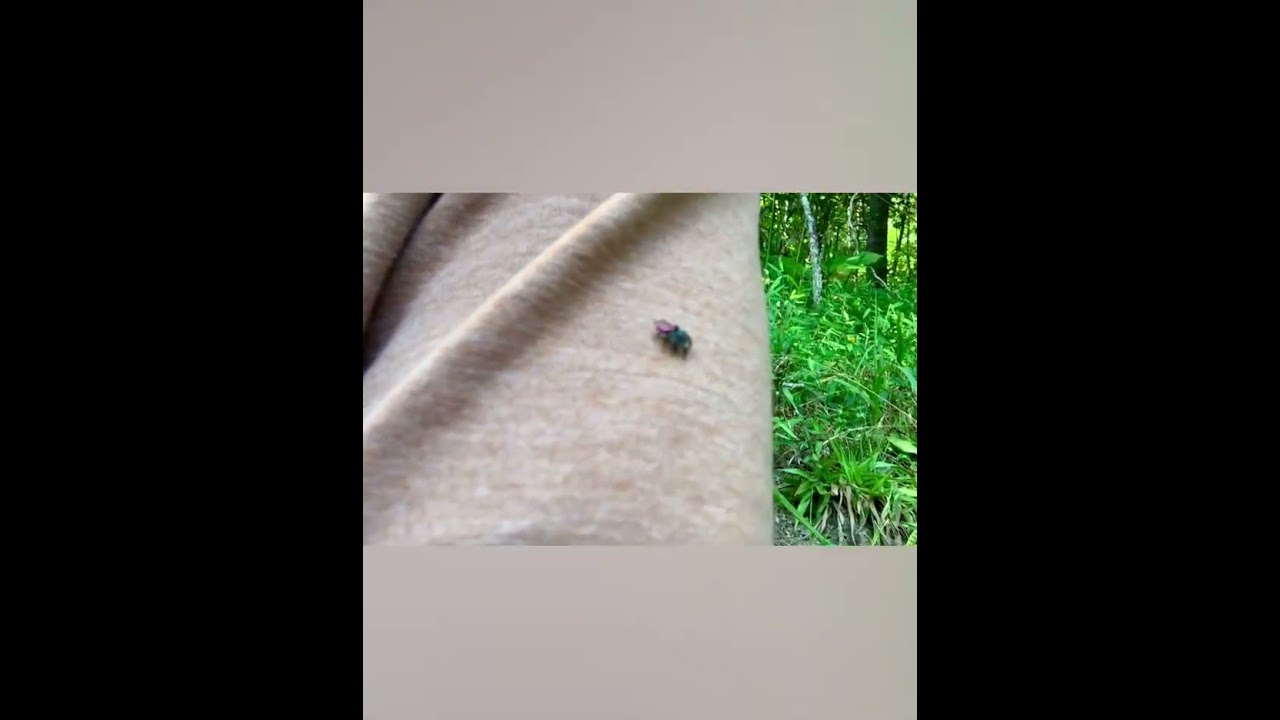 Jumping 🕷️ Spider 