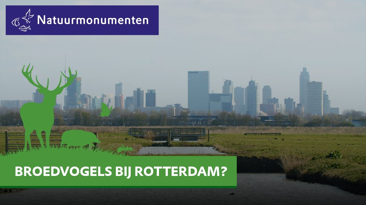 Successen uit de natuur - Vogelparadijs bij Rotterdam - Ackerdijkse Plassen & Polder Schieveen