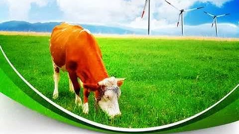 Grazing Cow PowerPoint Template by PoweredTemplate.com