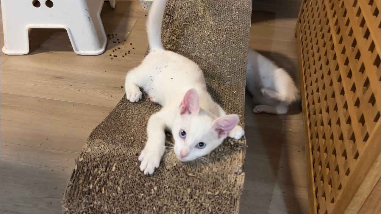 Two Little Kittens Get Tipsy on Catnip