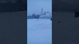 Цесарки несутся зимой в теплице. Цесарки несутся зимой в теплице.