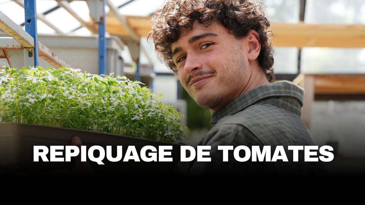 LE REPIQUAGE DES TOMATES : Mes conseils pour bien débuter