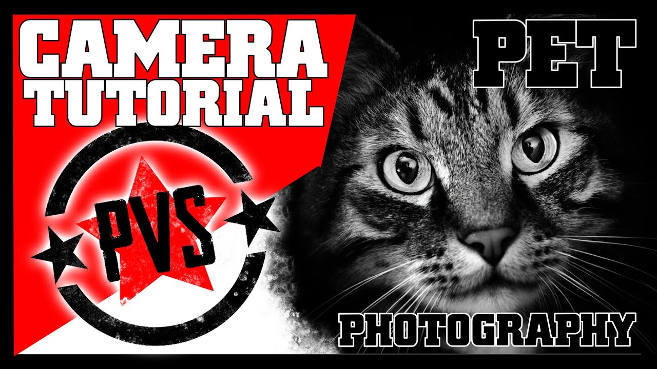 DSLR Tips Pet Portrait Photography YouTube