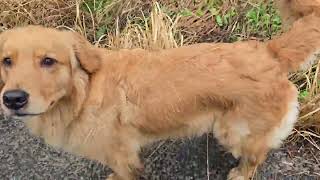 4月最初の散歩でアケビの開花間近? 春の気配に気分高揚のゴールデンレトリバー