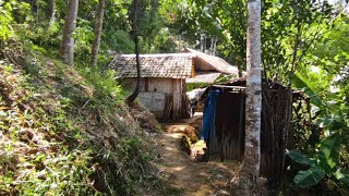 Download Lagu TAK DI SANGKA‼️ ADA NENEK PEMBERANI TINGGAL DI RUMAH TENGAH HUTAN JAUH KEMANA MANA MP3 Download Lagu TAK DI SANGKA‼️ ADA NENEK PEMBERANI TINGGAL DI RUMAH TENGAH HUTAN JAUH KEMANA MANA MP3