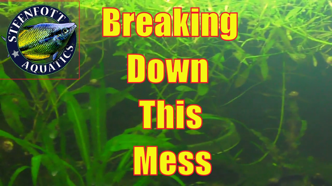 cichlid aquarium plants 33 Gallon Aquarium Breakdown Part 1 🐠 Super Red Bristlenose Eggs 🐠 Getting ready for Cyps, Multis