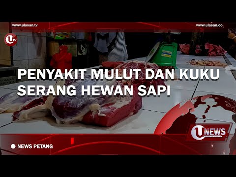 PENYAKIT MULUT DAN KUKU SERANG HEWAN SAPI | U-NEWS