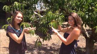 Fabulous Parody  on the Columbian Exchange