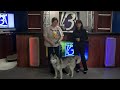 National Pet Day Guest