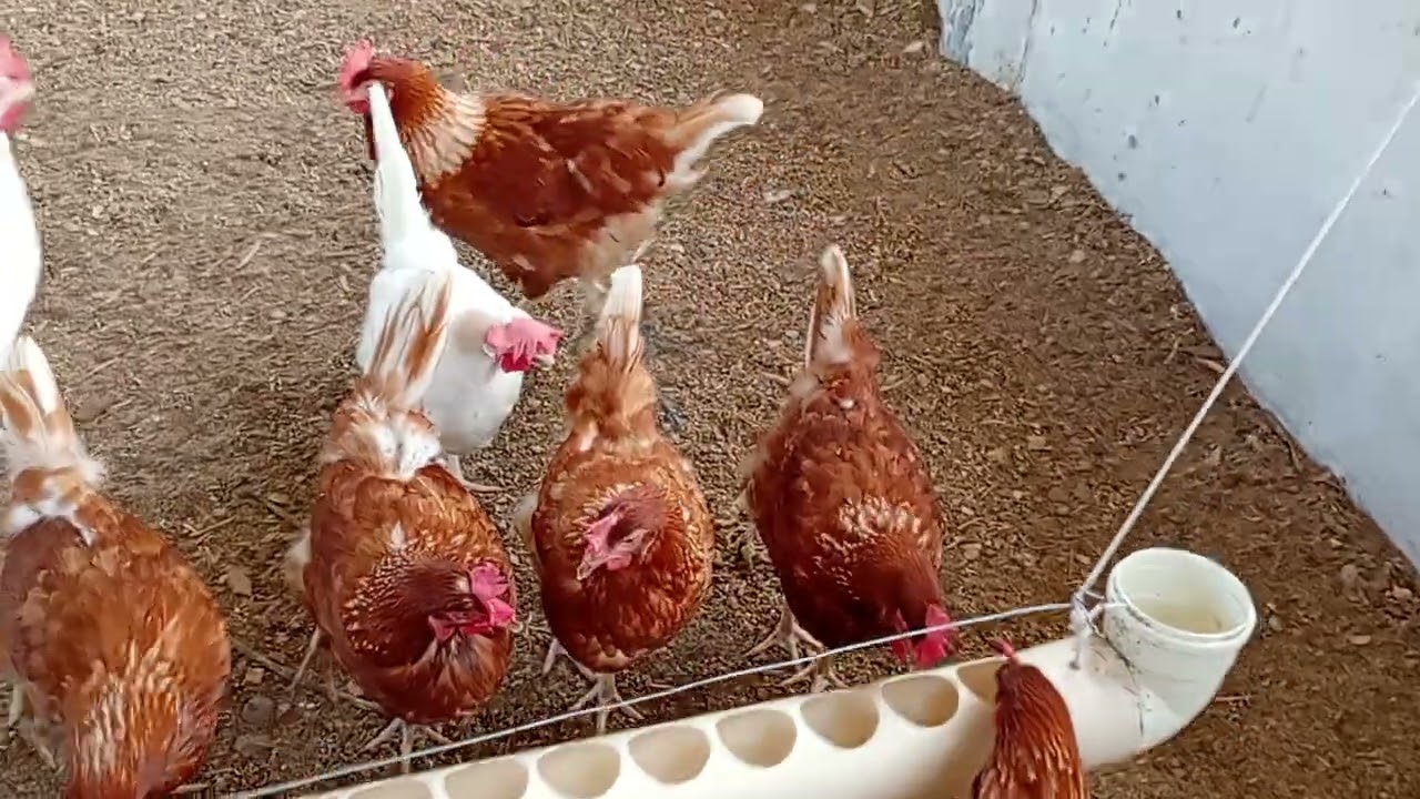 Mostrando um pouco da nossa criação aqui no sítio da vovó Laura .15/02/2026