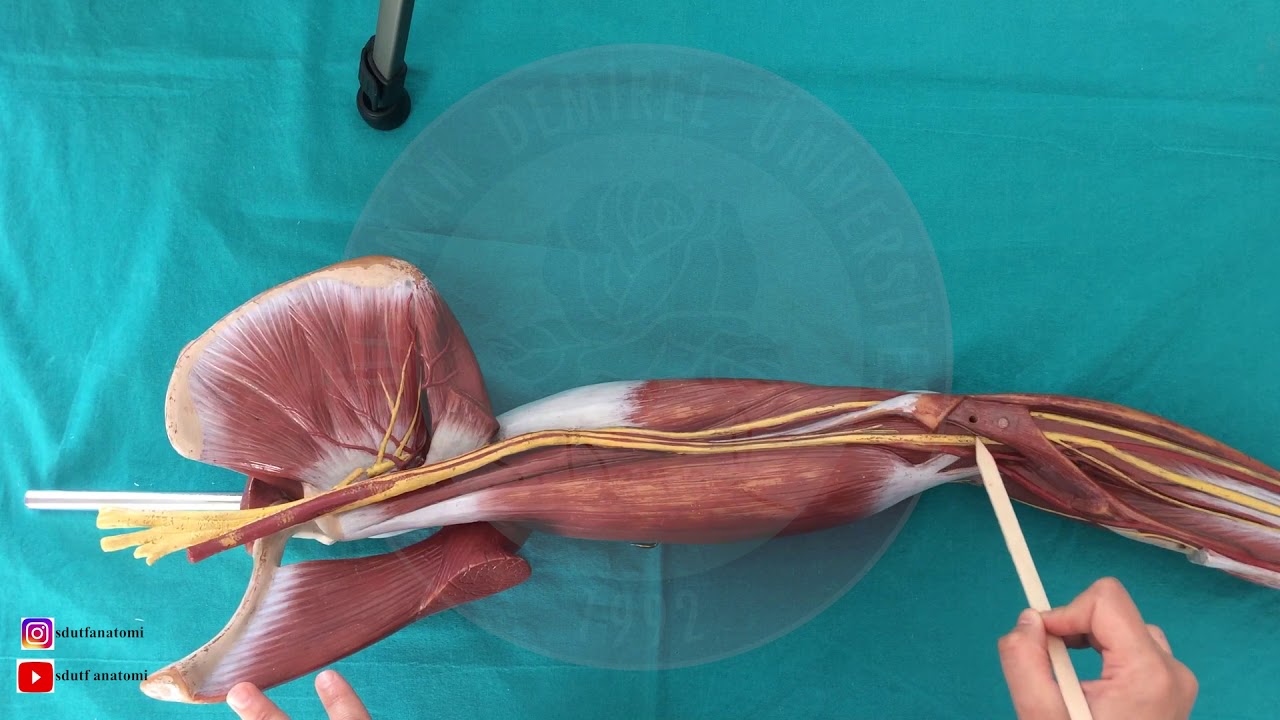 Üst Ekstemite Arterleri