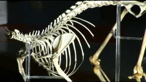 The Link - Darwinius Masillae - Ida (18 of 30) ORKUT Community and Profile