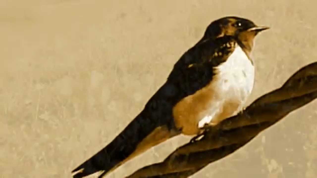 Lidija Percan, Sve su se laste vratile sa Juga