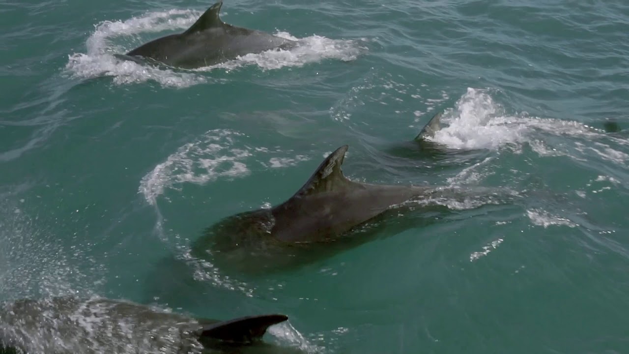 Dolphins at the Battery - Aberdeen