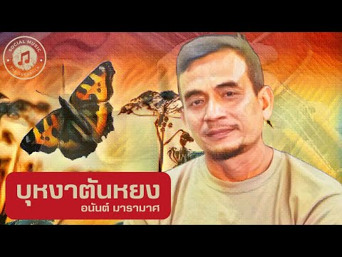 บุหงาตันหยง: อนันต์ มารามาศ