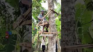Creative! making coconut climbing tools #agriculture #creativetools #gardeningtips #smarttricks #fyi