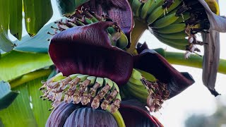 Celebrity Ice Cream Banana/Blue Java plant.Growing banana plants Net Worth