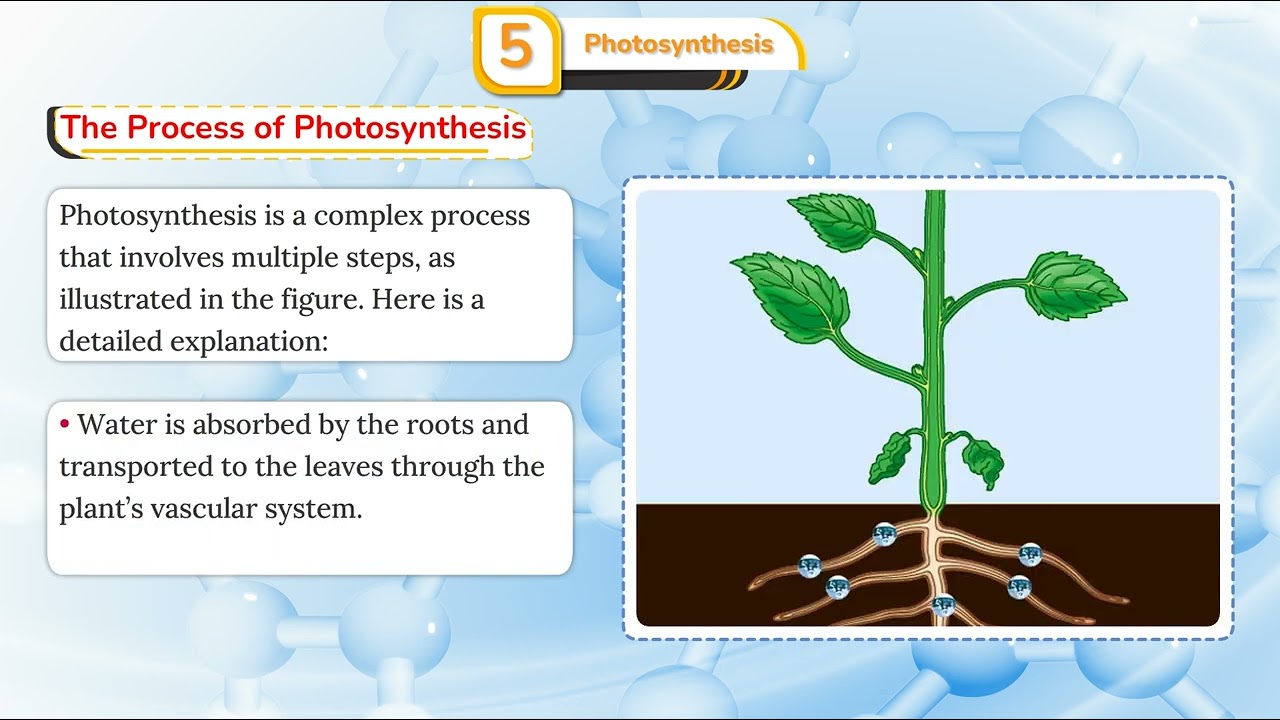 【中古】 小野真弓 photosynthesis UMD UMD ICSE Biology Class 7 Chapter 5.4 Understanding Photosynthesis