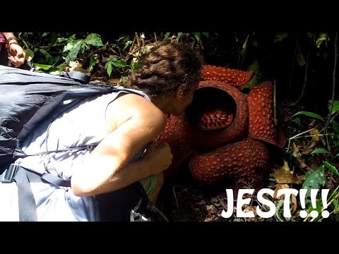 Video: Rafflesia Arnoldi in Amorphophallus Titanium - največje rože na svetu