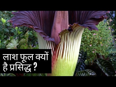 वीडियो: क्या लाश के फूलों से बदबू आती है?