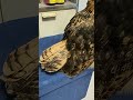 フクロウが尾羽をしまっている時と出している時(〇v〇) #shorts