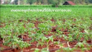 ปลูกมันสำปะหลังในระบบน้ำหยด ตอนที่ 1 สาระความรู้เบื้องต้น