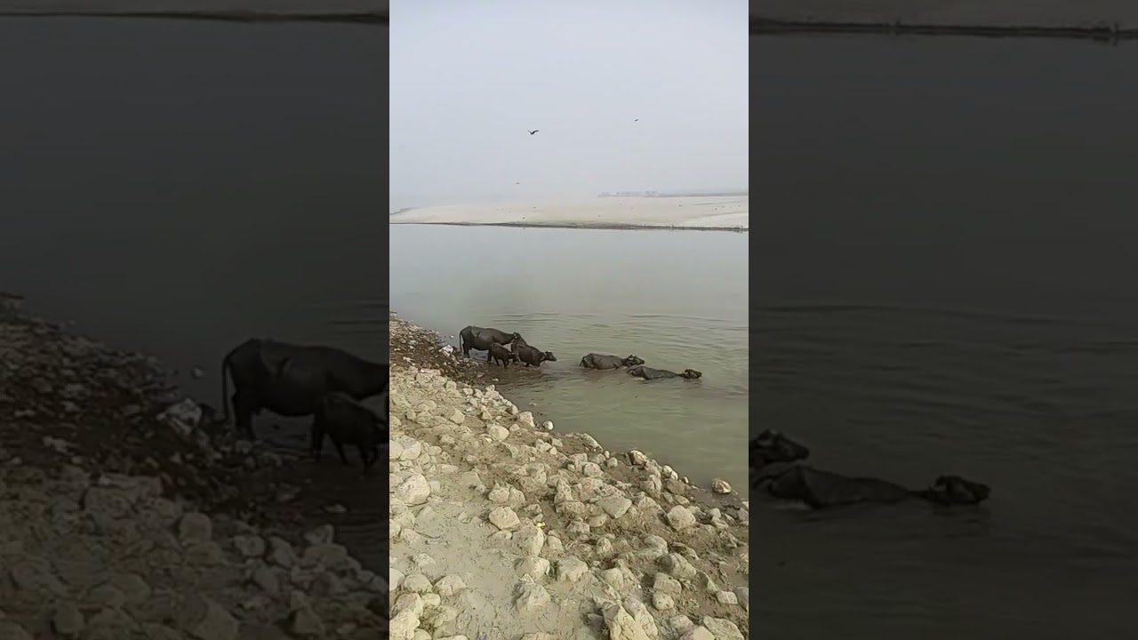 cow in dikhan