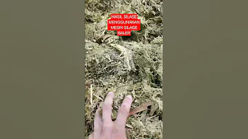 Hasil Silase Menggunakan Mesin Silage Baler Mesinsilase Silase 