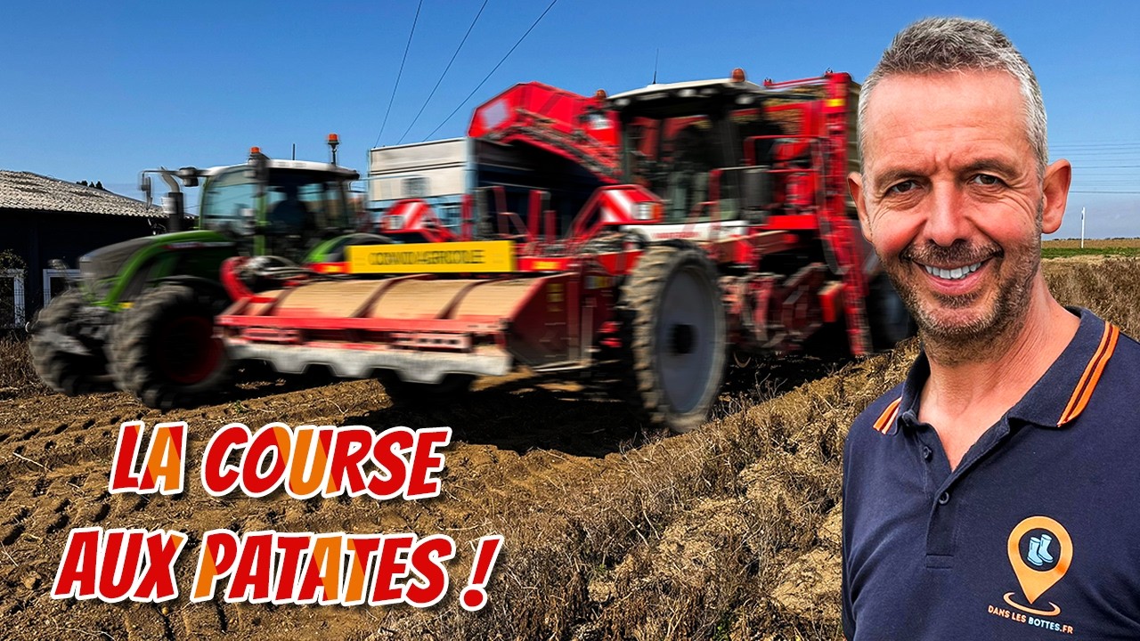 Arrachage des premiers hectares de patates (partie 1/2) 🥔