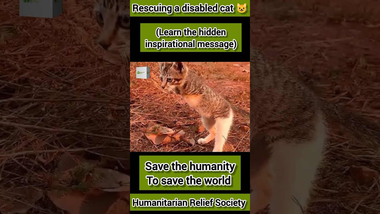 Rescuing a disabled cat 😺 | 