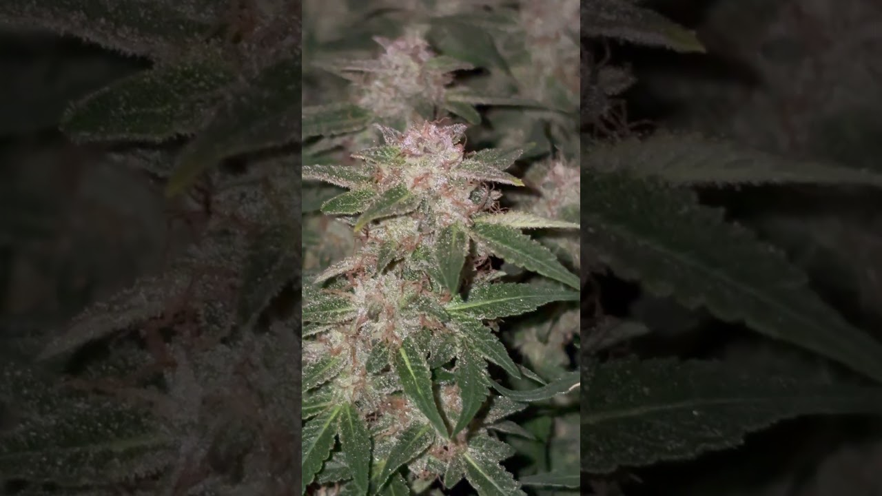 covered in trichomes 