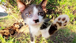 いつまでも甘えん坊な子猫の隣で、ヤンチャな子猫達がプロレスをはじめる