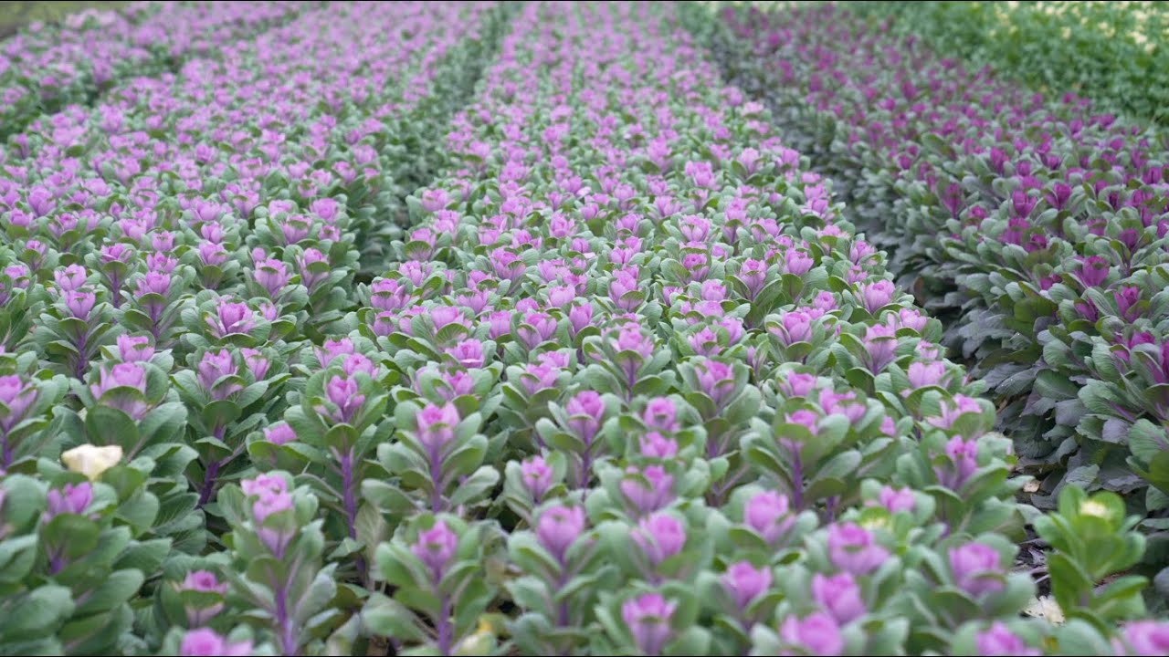 Castle Hayne Flowers From The Netherlands To Being Successful Farmers