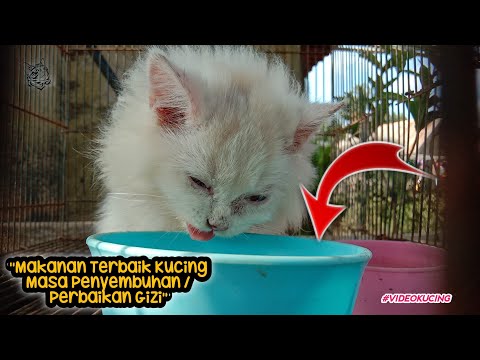 makanan-kucing-terbaik-untuk-penggemukan-dan-masa-perbaikan-gizi-setelah-sakit